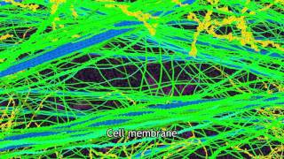 Plant Primary Cell Wall 3D Illustration