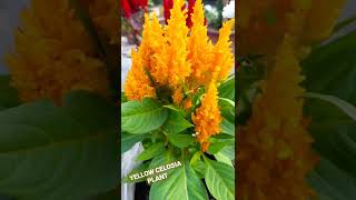 yellow celosia plant #shorts #celosia #status #flowers