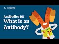 What is an Antibody? - Addgene's Antibodies 101