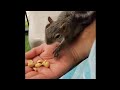 My squirrels on the balcony