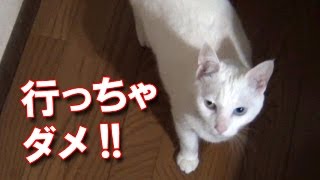 「行っちゃダメにゃ！」 全力で阻止する猫