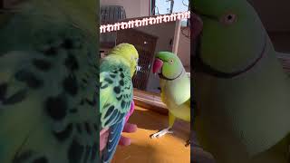 空気読まずにアピールしちゃうヒゲ乙女ちゃん #ワカケホンセイインコ #セキセイインコ #shorts