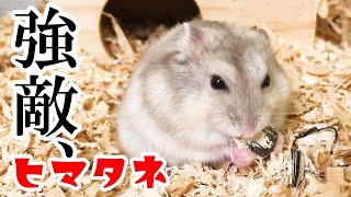 《ハムスター／ジャンガリアン》ハムスターの大好物、強敵ひまわりの種に悪戦苦闘！ The hamster's favorite food, the sunflower seeds, struggles!