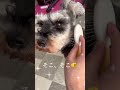 【サイコー】　 シュナウザー ミニチュアシュナウザー schnauzer miniatureschnauzer