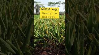 మామిడి అల్లం | mamidi allam | tuber crop medicinalvalue #naturalfarming #ghpknaturalfarms #diversity