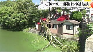 「いつも頼りに…」松山城のお堀「八股榎お袖大明神」神社に折れたご神木直撃「辛いし悲しい」【愛媛】 (24/09/23 18:58)