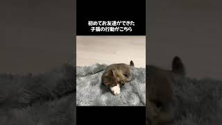 【子猫】初めてぬいぐるみをもらった子猫が…　#shorts