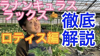 【園芸のぶチャンネル】ラックス徹底解説〜ロティス編【ガーデニング】【農業】【ラナンキュラス】【ハデス】