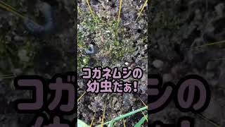 ψラルバァハンターψ生き餌が食べたくなったらお散歩がてら…🦎　Larva VS Japanese lizard