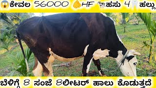 😱ಕೇವಲ 62000 🫵ಈ 4 🦷ಹಲ್ಲು 🐄ಪಡ್ಡೆ | Only😱 62000 🫵For 🐄Cow | ಒಂದ☝️ ದಿನಕ್ಕೆ 16🥛 ಲೀಟರ್ ಹಾಲು 🐄ಕೊಡುತ್ತದೆ |