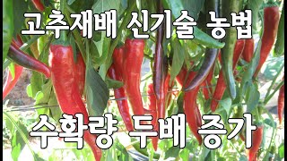 고추재배 신기술 농법 공개 100평당 3만원 투자로 서리피해 해결로 10일  빠른 정식으로 수확량 2배 증가