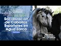 Socialización de Caballos Españoles en Agua Zarca