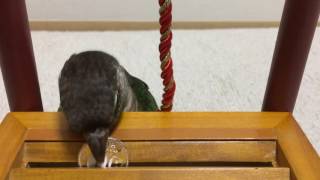 ウロコインコ：チビハルTwitter動画～117