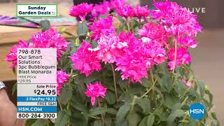 Our Smart Solutions 3piece Bubblegum Blast Monarda