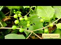 അവക്കാഡോ കൃഷി avocado krshi malayalam avocadotree avocado plant malayalam