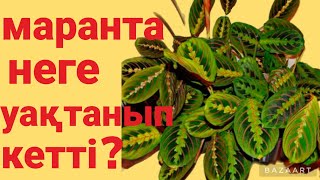 маранта неге уақтанып кетті?#гүлдер #гүлкүтімі #бөлмегүлдері