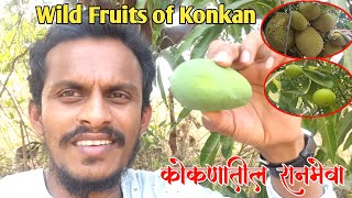 कोकणातील रानमेवा | आंबा | काजू | फणस | कोकम | Wild fruits of Konkan