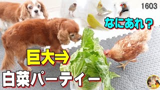 巨大白菜でパーティーしたら犬と鳥達が集まって大変な騒ぎになった｜Cute Birds＆ Dogs Video #1603