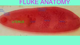 FLUKE ANATOMY