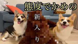 【仲間が増えました】新入りに敗北⁉️世界を笑顔で幸せにするコーギー兄弟🐶We make new family. Corgi brother wish for world peace.