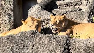 あ！見てたの？っとトムさんとサナちゃん♪ ライオン　浜松市動物園にて　2023年12月10日