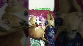 2 பேருல யாரு ஜெயிச்சாங்க friends 👍 சொல்லுங்க #shortsfeed #dog #viral #doglover