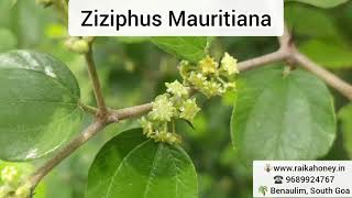 Ziziphus Mauritiana | Konkani name: Boram /Bor Flowering season | Nov2021