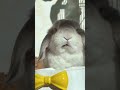 一头兔如猪在用下午茶 小兔兔🐰 兔子 萌宠出道计划 兔叽兔叽 萌宠日常记录