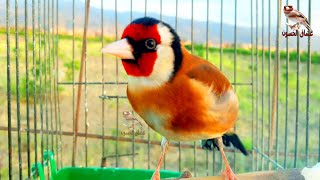 splendor of the goldfinch's voice. Singing goldfinch clean of bugs to teach the young.