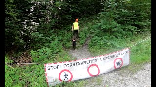 An der B306 in Traunstein: Eschen fällen bevor sie fallen