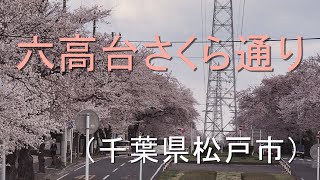 六高台さくら通りの桜が満開です。市内の「さくら祭り」は中止になりました。