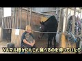 g1馬と遊ぶつもりが…猫に膝を奪われてしまいました…修羅場です。リア獣の三角関係【ツルマルボーイ様のシモべ】