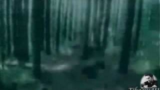 Hunting - The Cullens