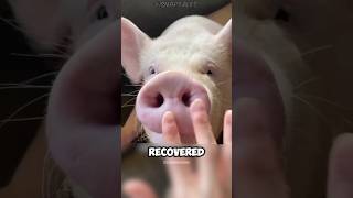 A family saved pig😍