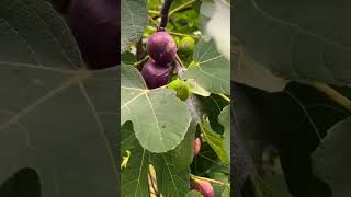 A new way to look at farming. #permaculture #fig #orchard #trees