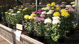 Chrysanthemums and asters in the wild