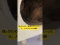 猫1のために、猫2を叱りにいったら、人1がキレられる構図