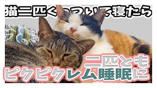 猫二匹くっついて寝たら、二匹ともピクピクとレム睡眠になった/キジトラ猫と三毛猫/日本猫