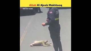 Allah Ki Ajeeb Makhlooq Ko Dekh Lo | #shorts #allah #viral #trending #shortvideo #shortsfeed