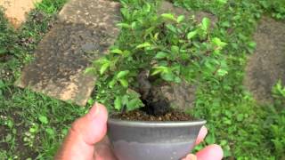 ニレケヤキ-G1（楡欅盆栽）Ulmus parvifolia bonsai