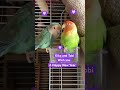 kiko and tobi wish you a happy new year agapornis lovebirds passaros parrot pets cute funny