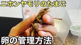 ニホンヤモリの卵の管理方法【爬虫類】ケージに産んでしまった場合