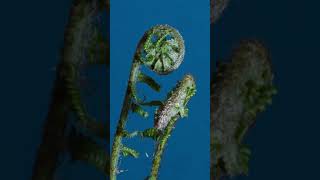 Fern Growing on Spiral Movement - Fibonacci