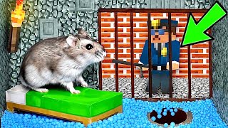 🐹ESCAPE MINECRAFT Hamster Maze with Traps 😱[OBSTACLE COURSE]😱