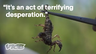 The Deadly Truth Behind Smoking Scorpion Venom