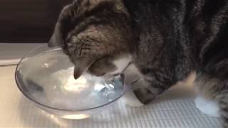 水に触れるねこと、触れないねこ。-Maru can touch water but Hana never want to touch it.-