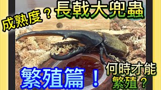 世界上最大的甲蟲🐞—長戟大兜蟲DHH繁殖篇Beetles Breeding! The biggest beetle in the world— Dynastes Hercules mating!