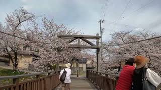 4K 60fps 2022年3月30日 五条川の桜 開花状況 愛知県岩倉市【GoPro HERO10】