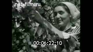 1967г. колхоз имени Ленина Ходжентский район Таджикистан