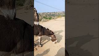 #animals #donkey #ytshorts donkeys Donkeys